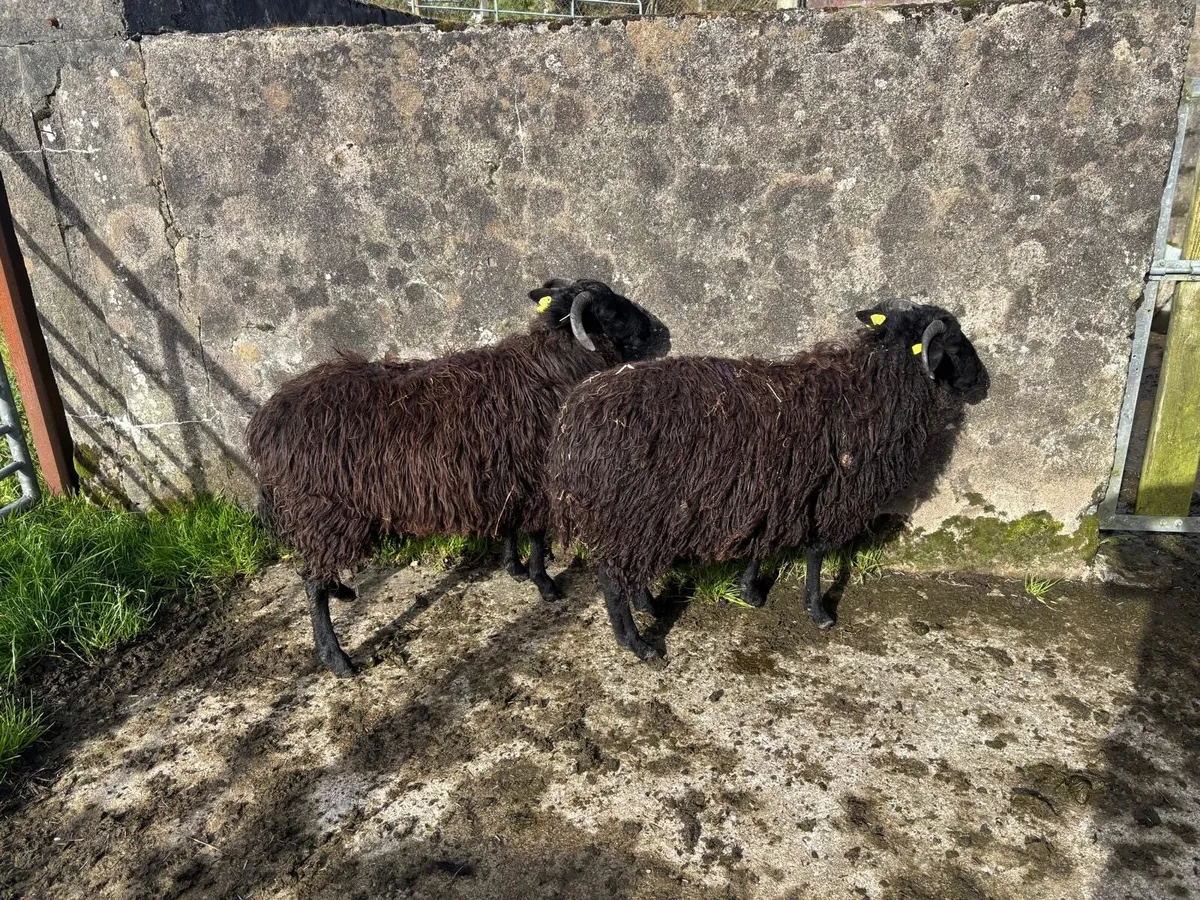 6 Black Ewe Lambs - Image 2