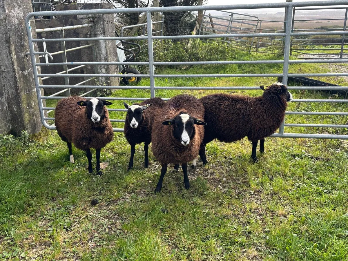 6 Black Ewe Lambs - Image 3