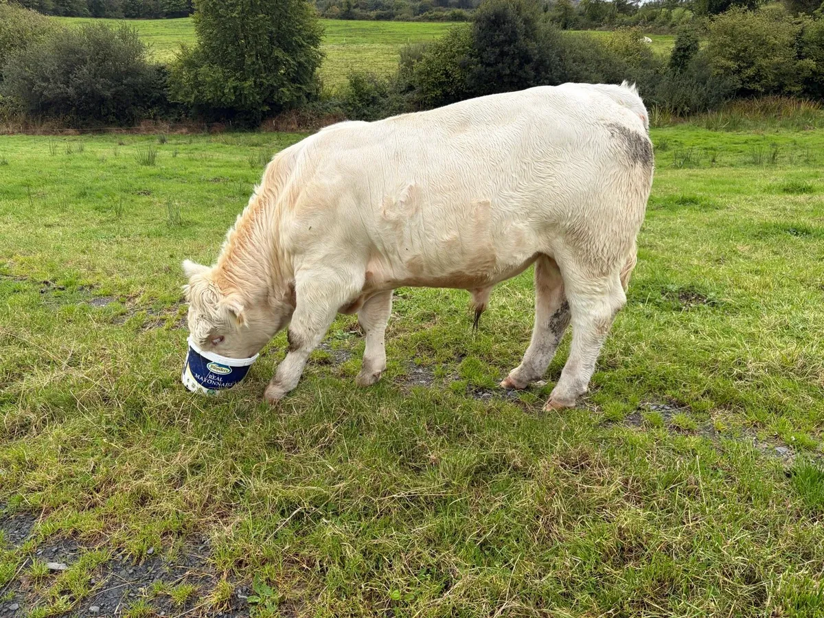 Pedigree Charolais  Registered Bull - Image 1