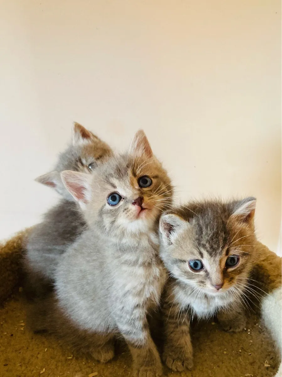 British longhair mix kittens - Image 1