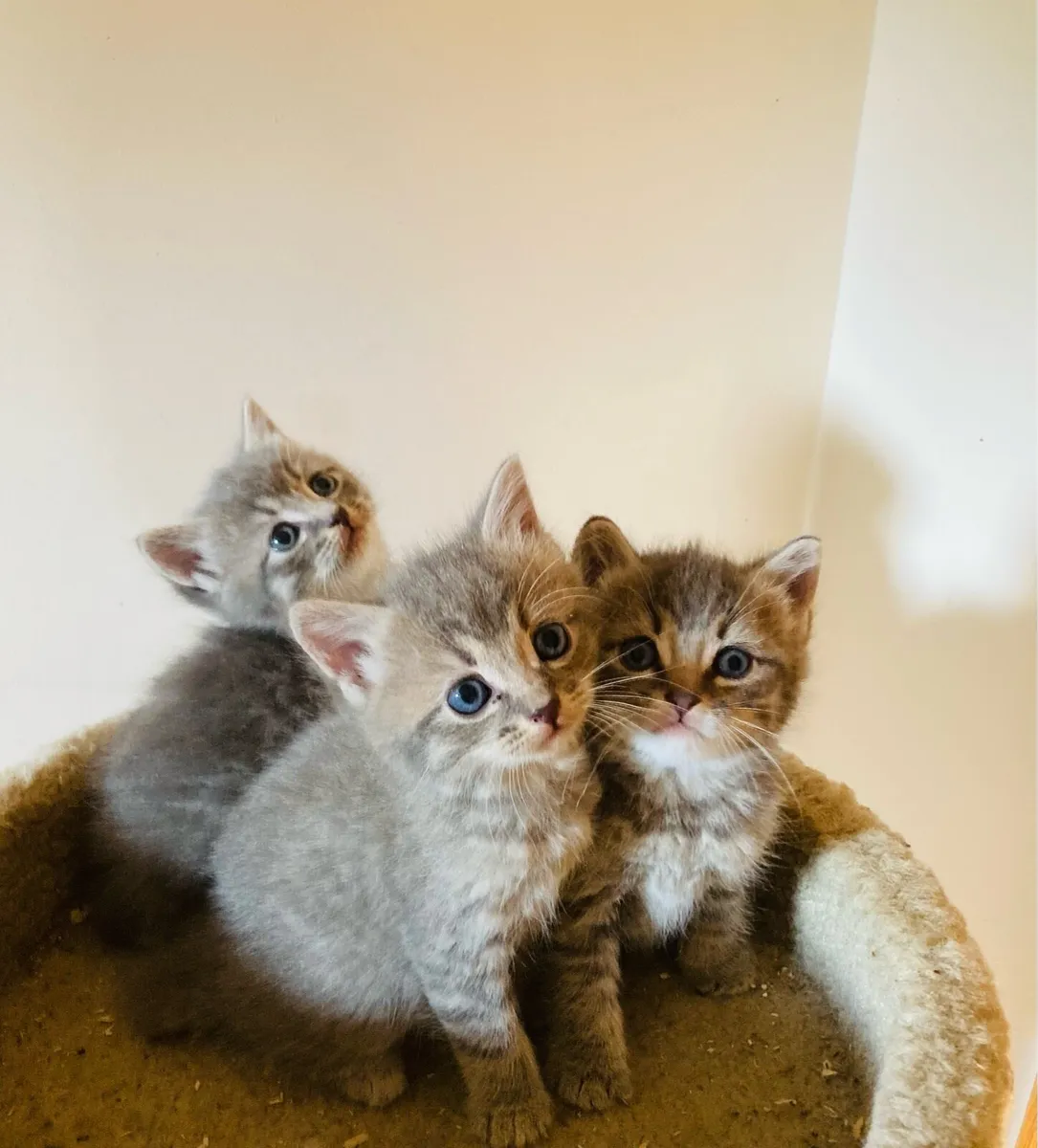 British longhair mix kittens - Image 2