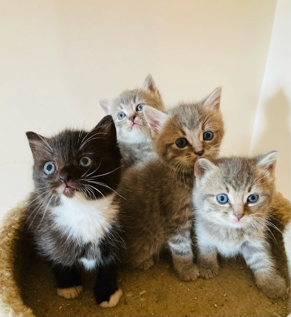British longhair mix kittens - Image 3