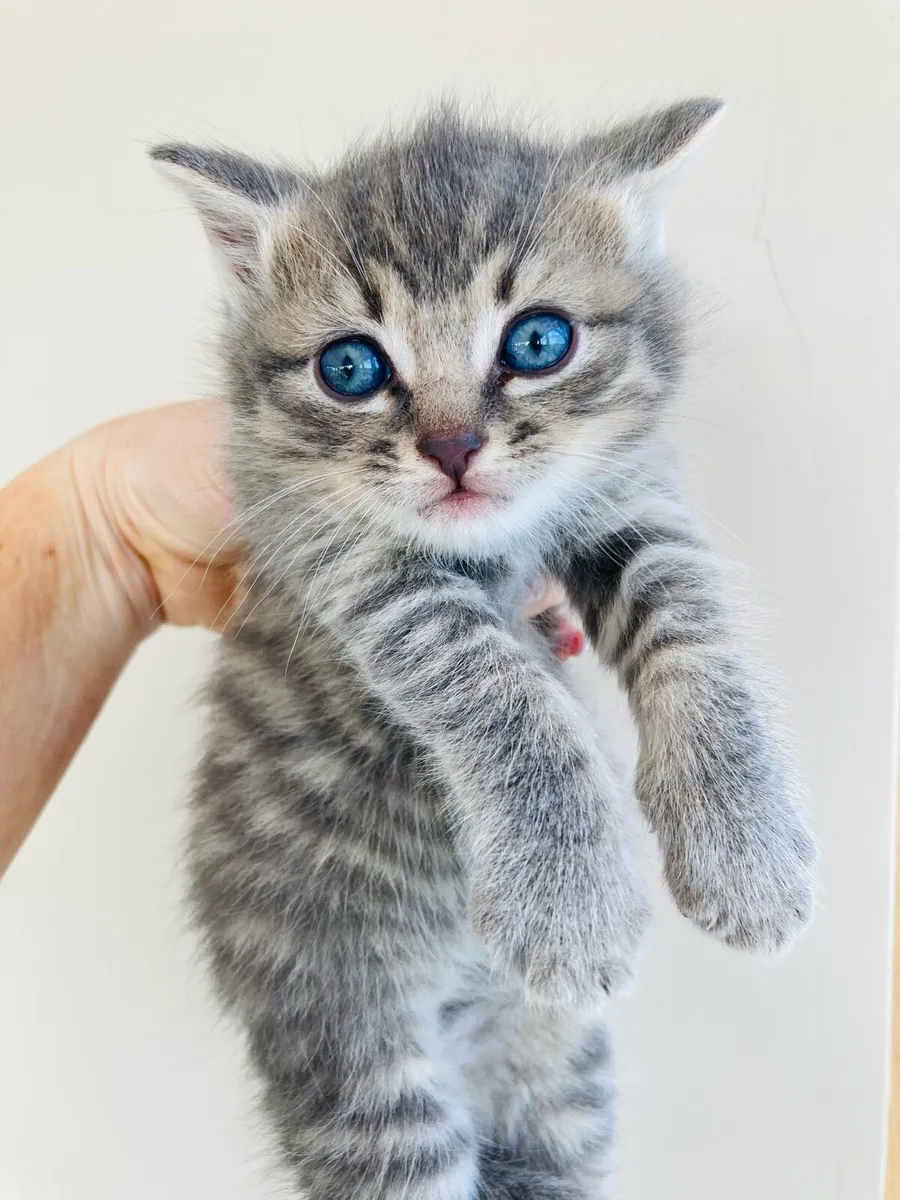 British longhair mix kittens - Image 4