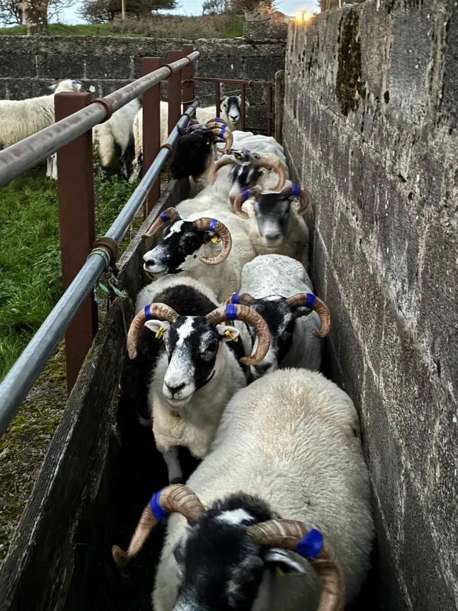 Lanark and Swaledale - Image 3