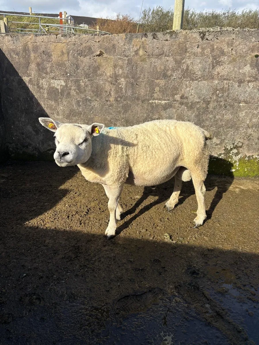 Texel Ram - Image 1