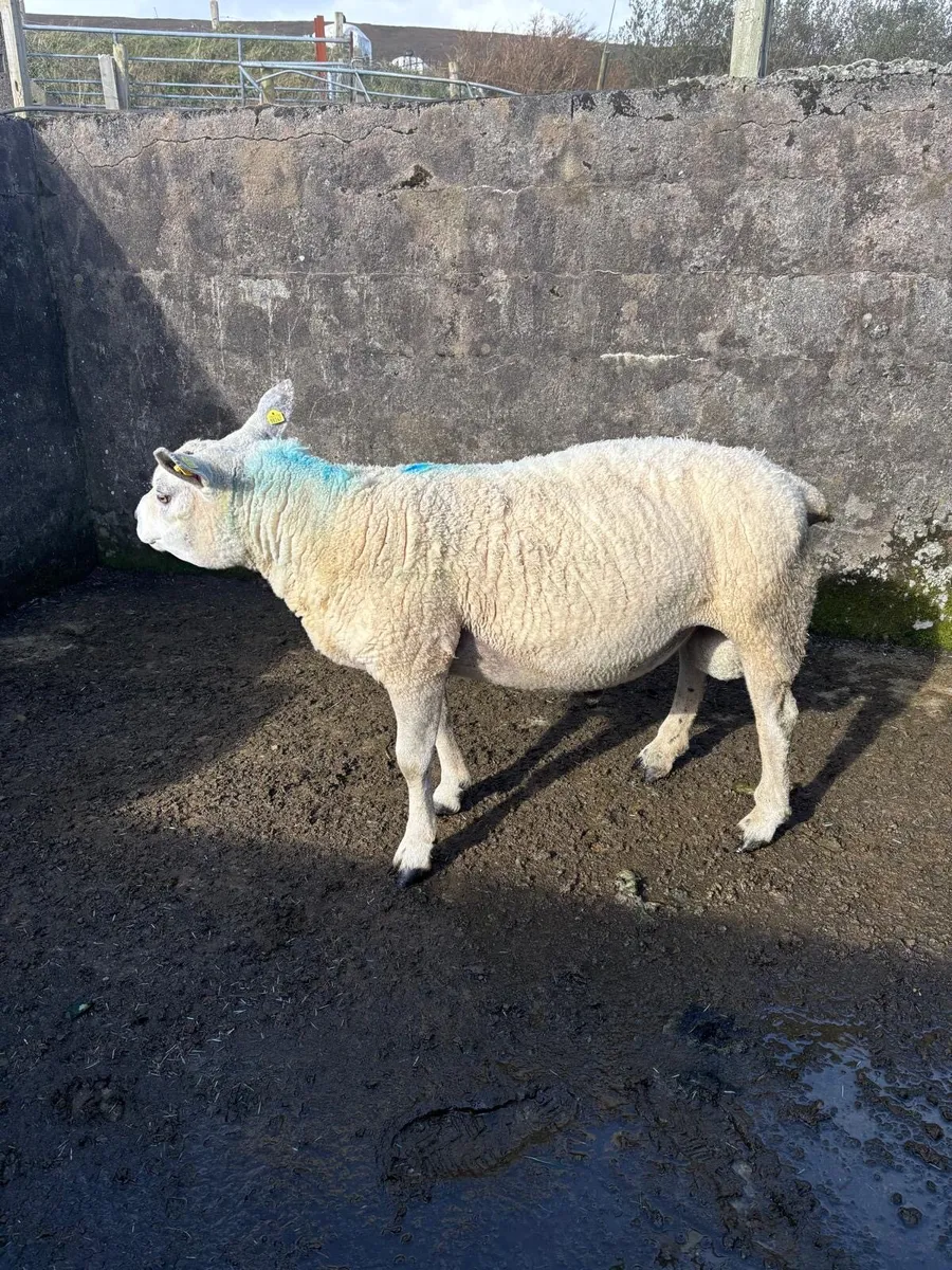 Texel Ram - Image 2
