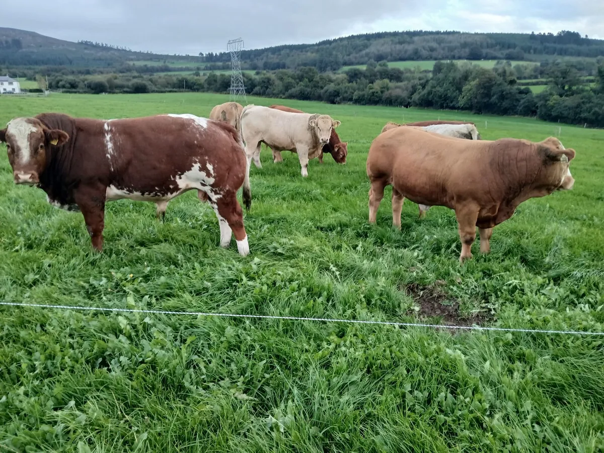 Weanlings - Image 1