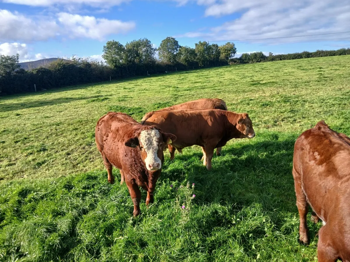 Weanlings - Image 2