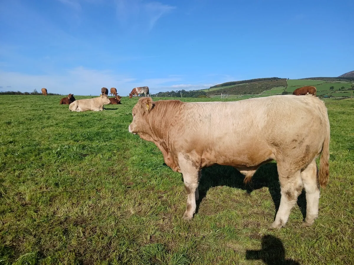 Weanlings - Image 4