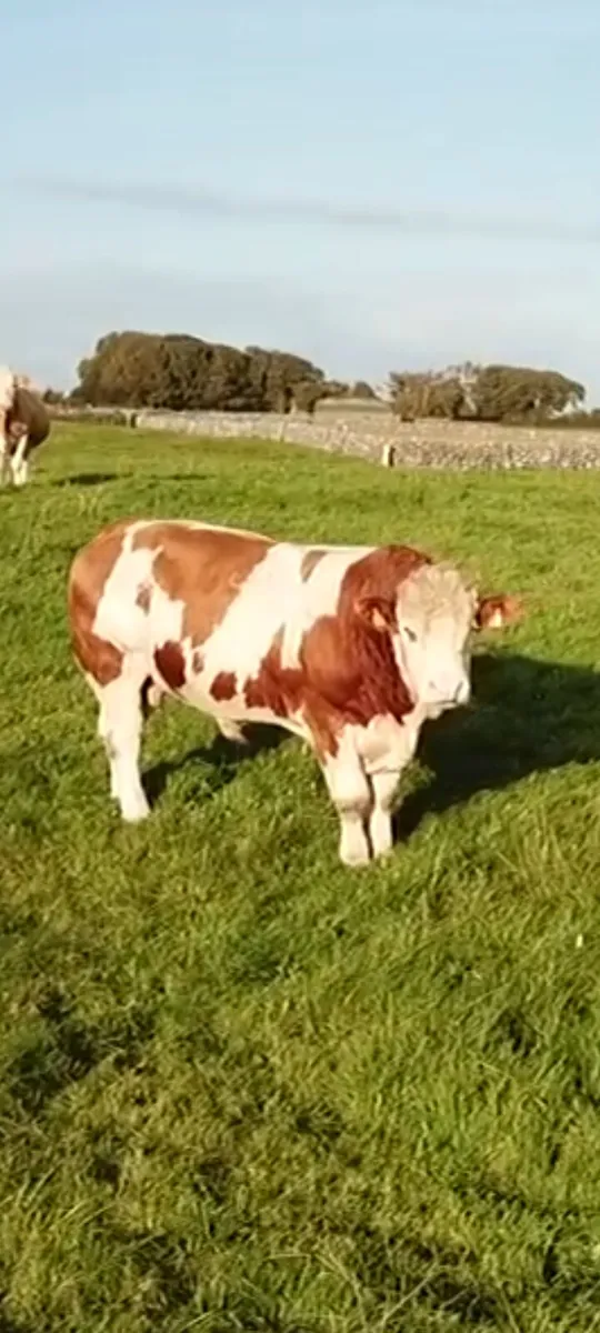 Simmental bull for sale - Image 2