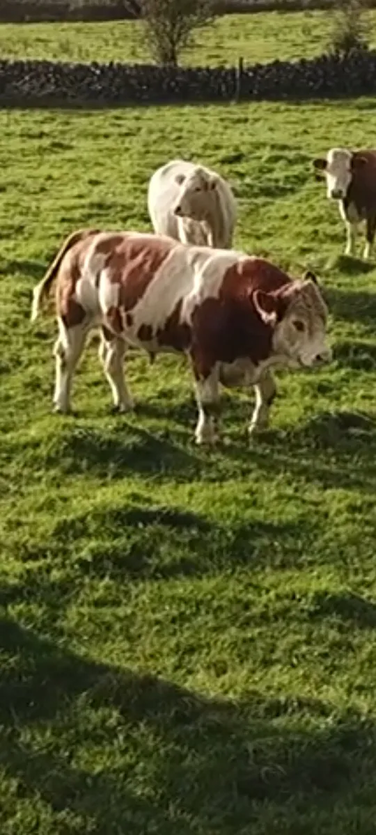 Simmental bull for sale - Image 3