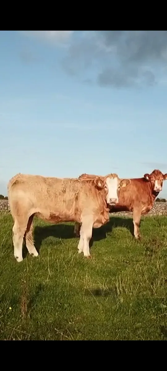 Simmental bull for sale - Image 4
