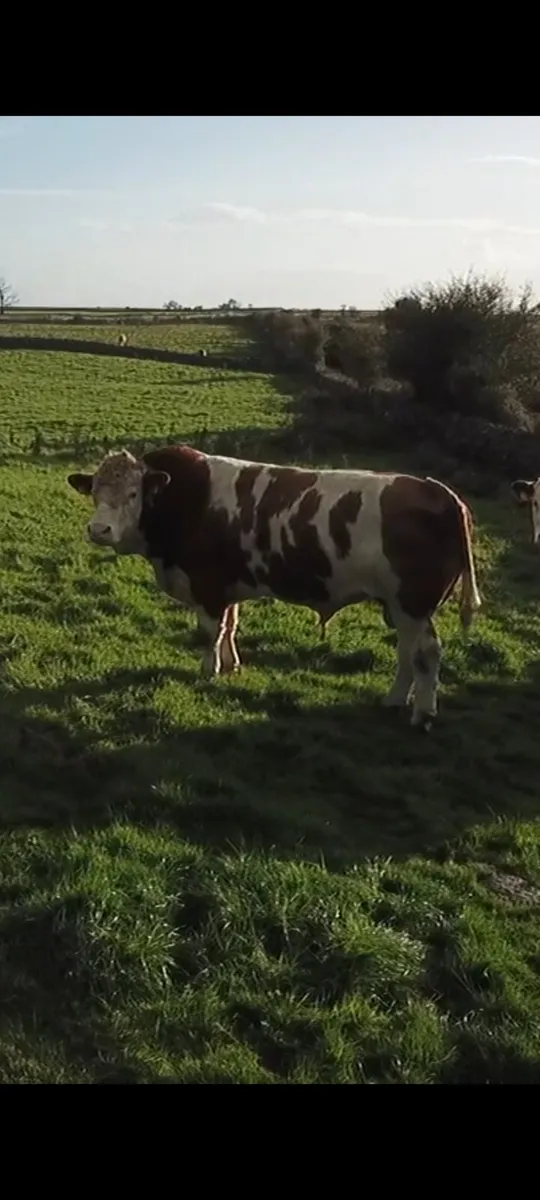 Simmental bull for sale - Image 1