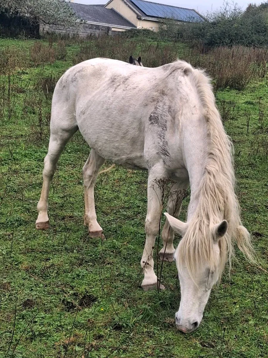 Mare for sale - Image 1