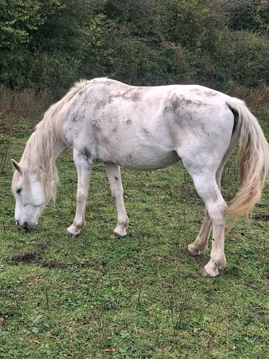 Mare for sale - Image 2