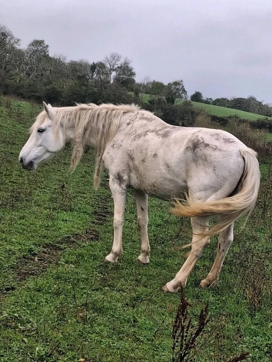 Mare for sale - Image 3