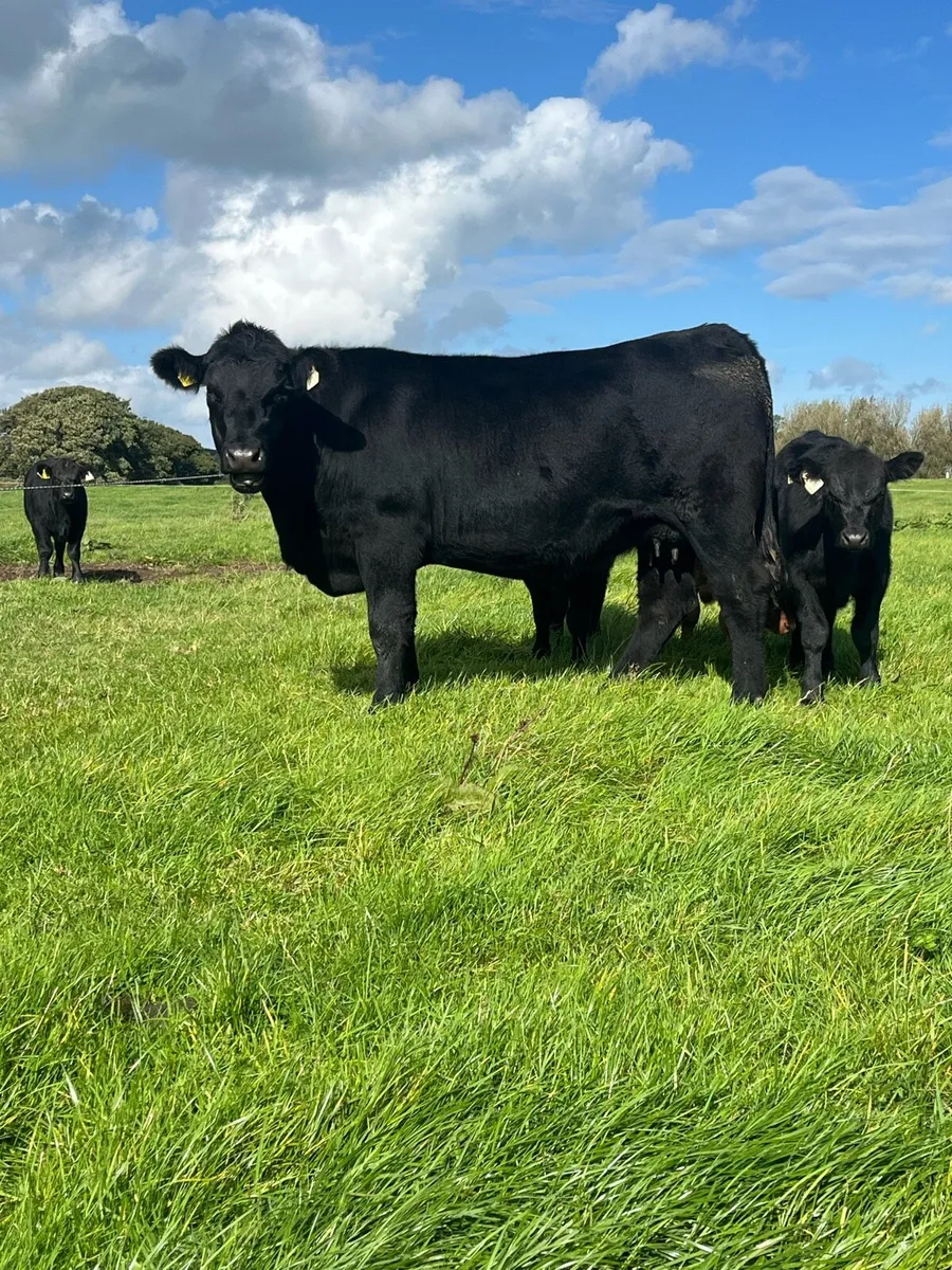 PBR Angus Cow & Bull Calf - Image 1