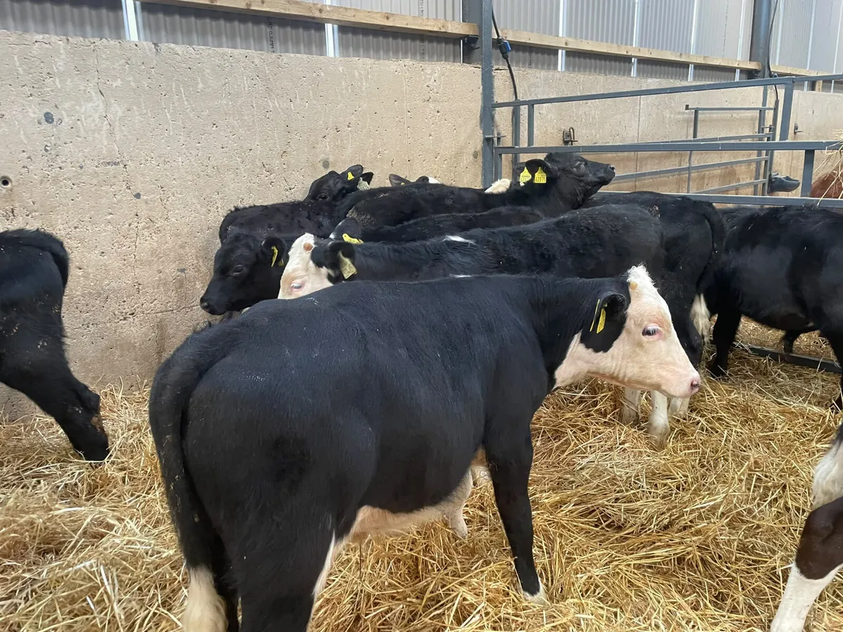 37 Hereford - Angus & Continental Starter bulls - Image 2