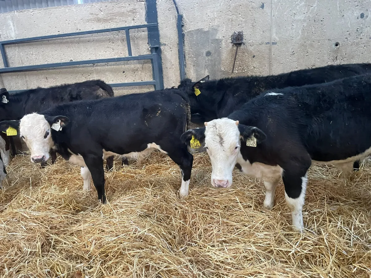 37 Hereford - Angus & Continental Starter bulls - Image 1
