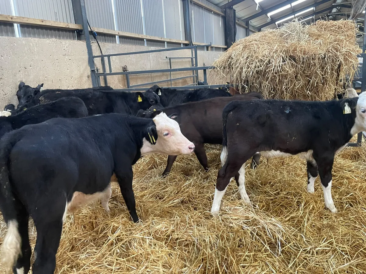 37 Hereford - Angus & Continental Starter bulls - Image 3
