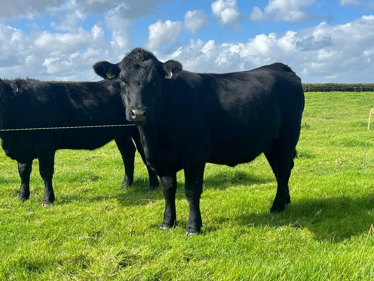 PBR Angus Cow & Bull Calf - Image 2