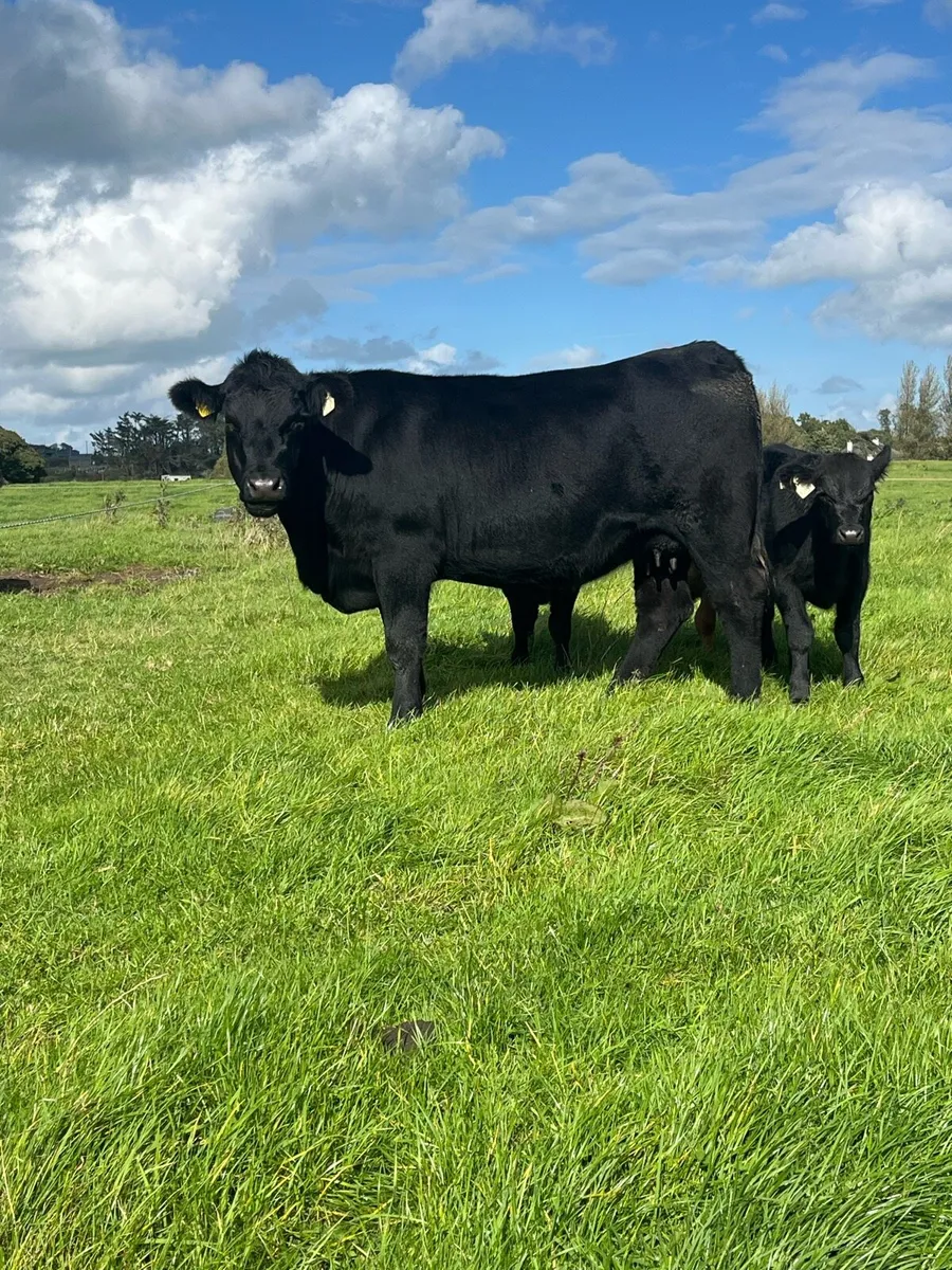PBR Angus Cow & Bull Calf - Image 3