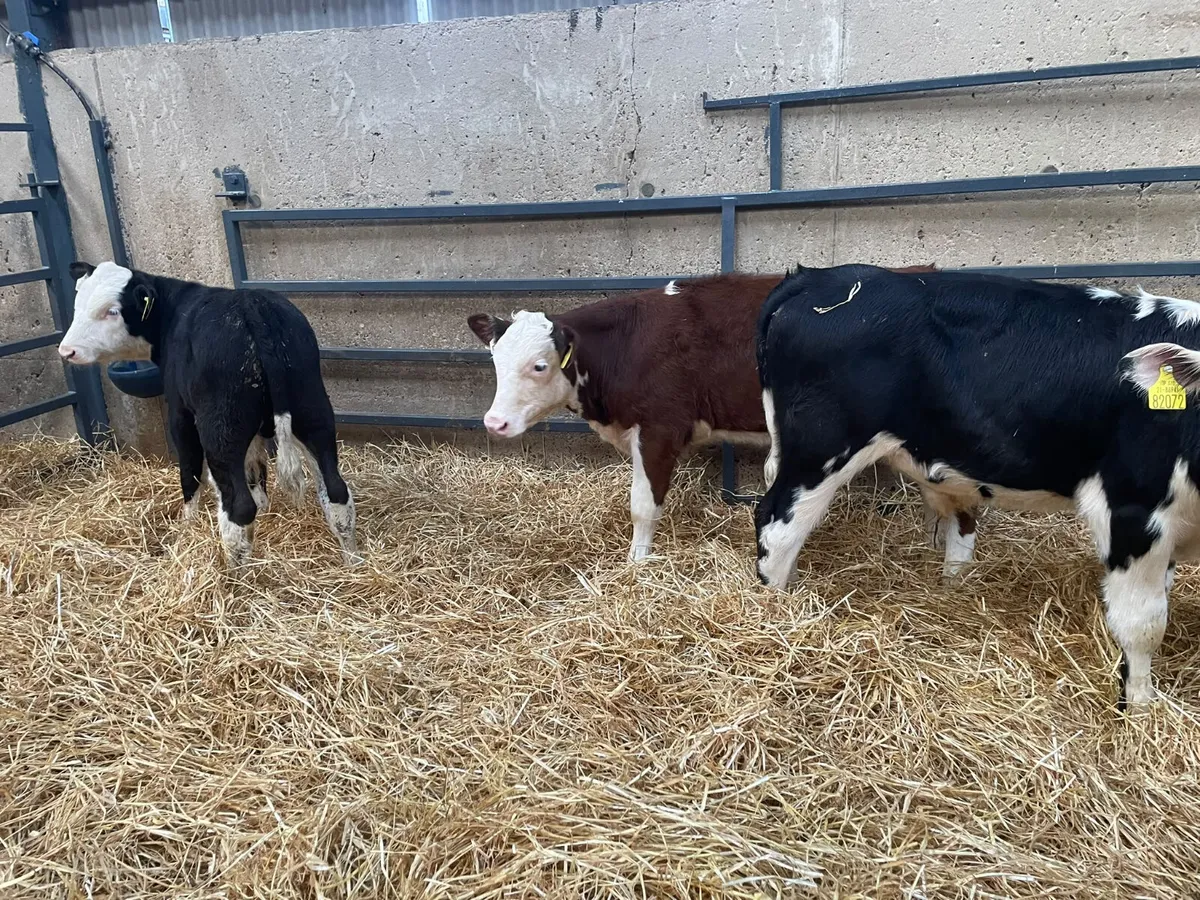 37 Hereford - Angus & Continental Starter bulls - Image 4