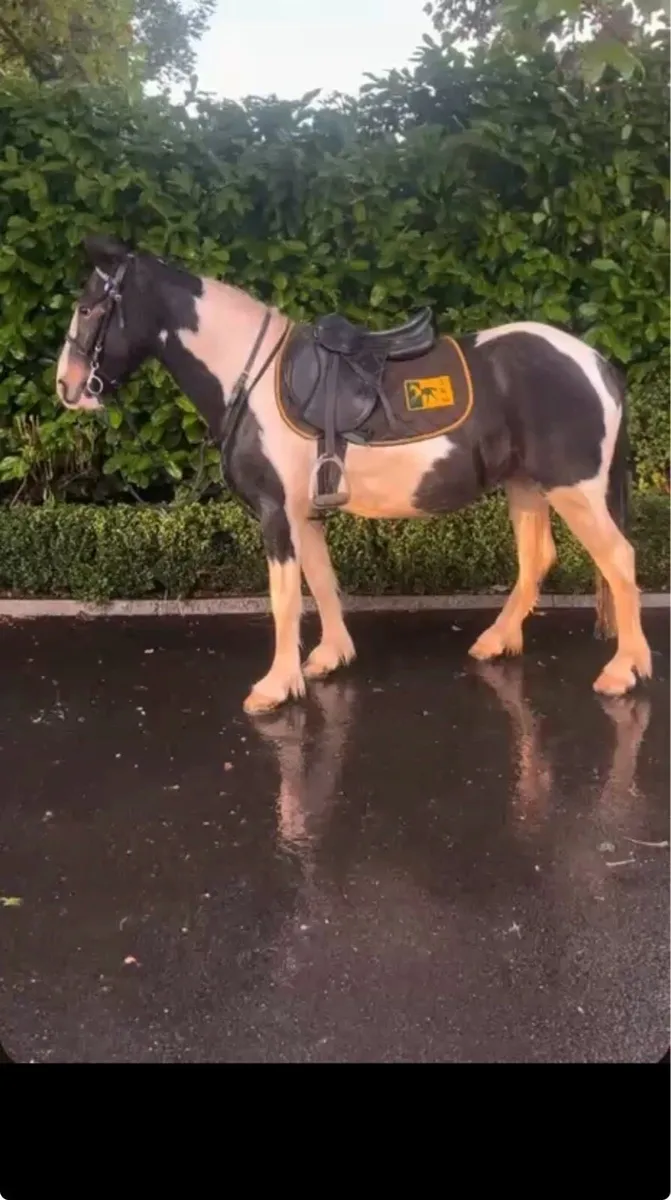 Pony - Image 1
