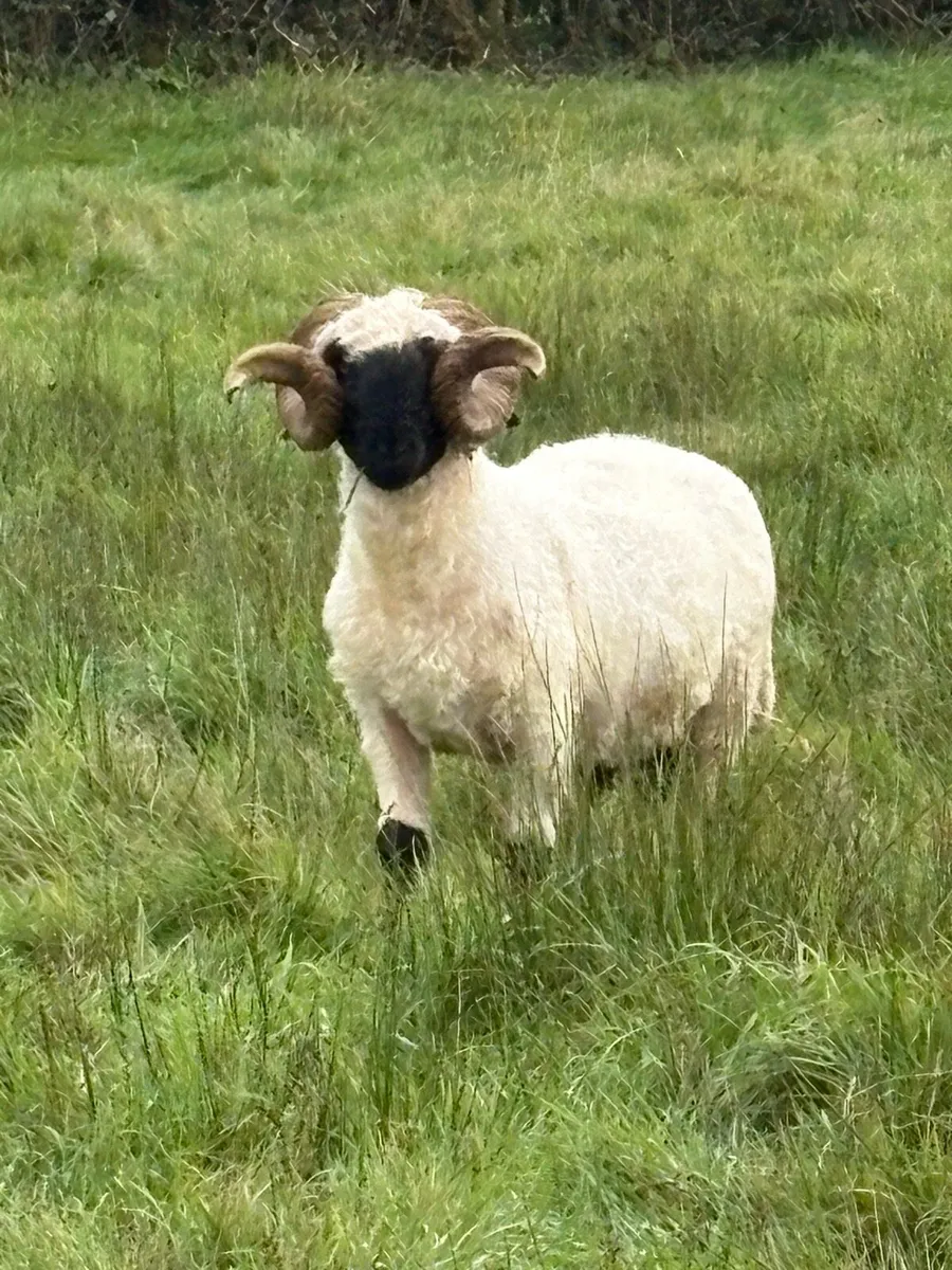 Pb reg valais blacknose ram - Image 2