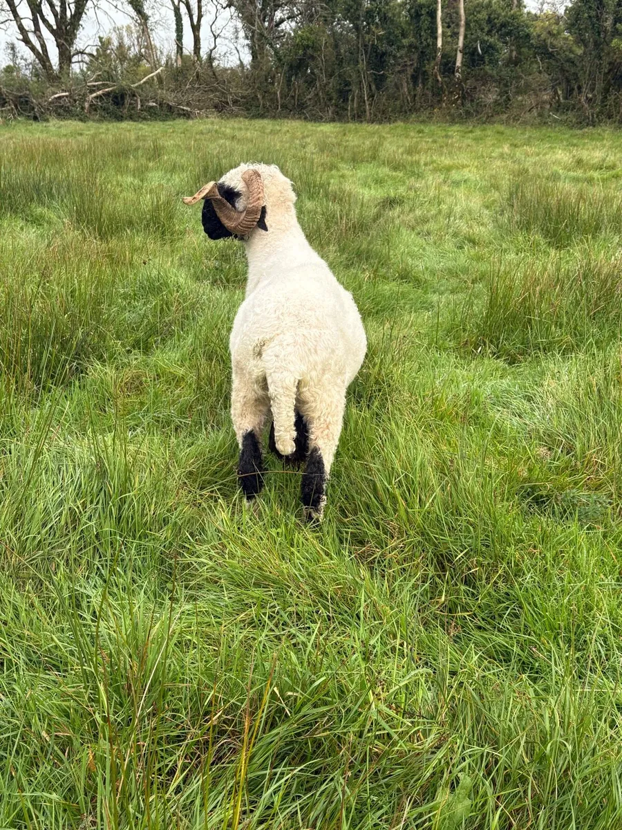 Pb reg valais blacknose ram - Image 3