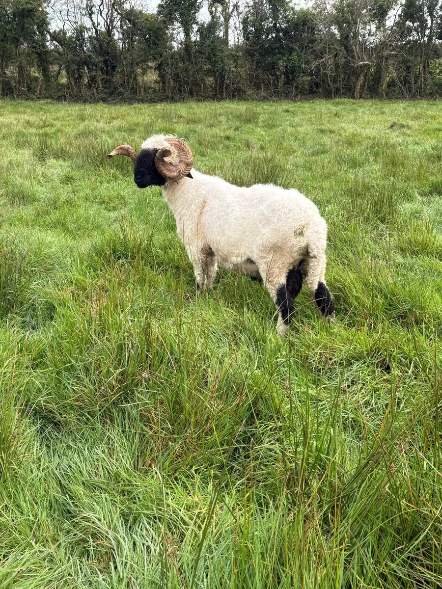 Pb reg valais blacknose ram - Image 4