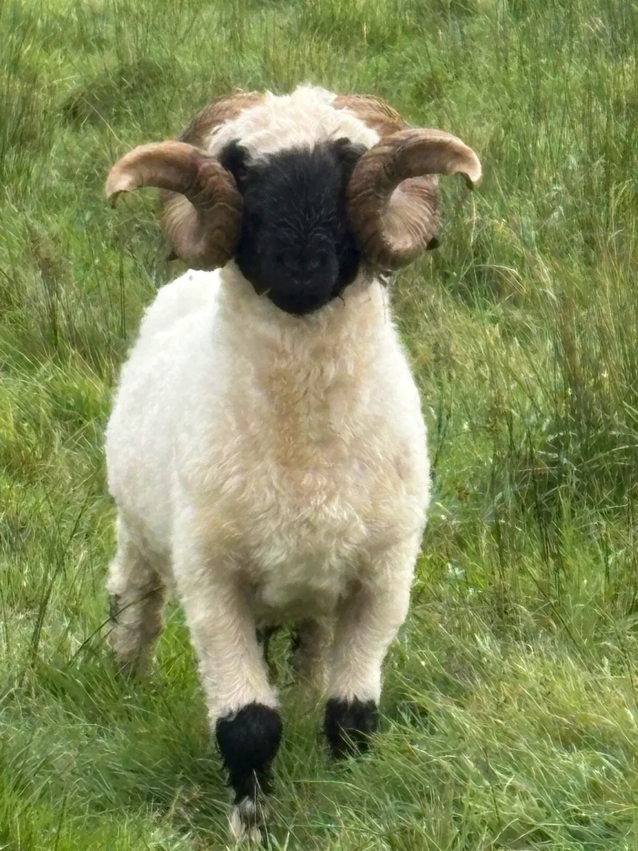Pb reg valais blacknose ram - Image 1