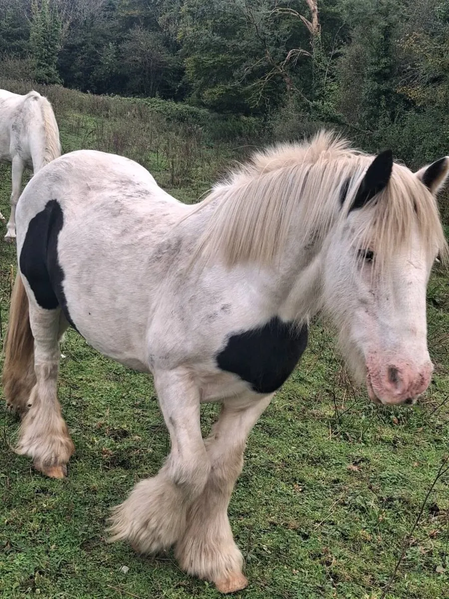 Mare for sale - Image 1