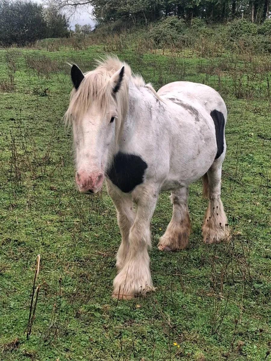 Mare for sale - Image 3