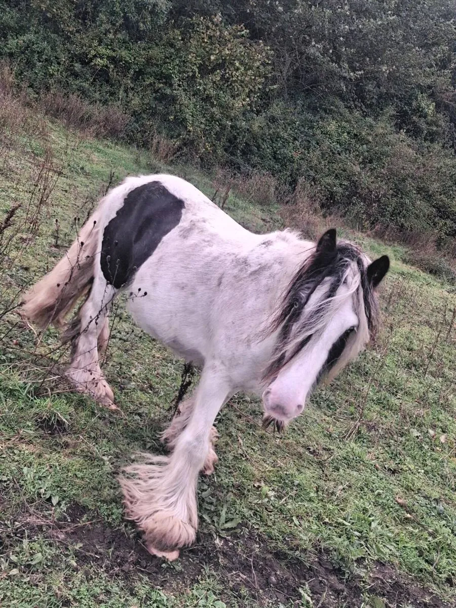 Pony for sale - Image 1