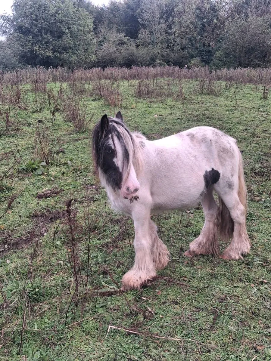 Pony for sale - Image 2