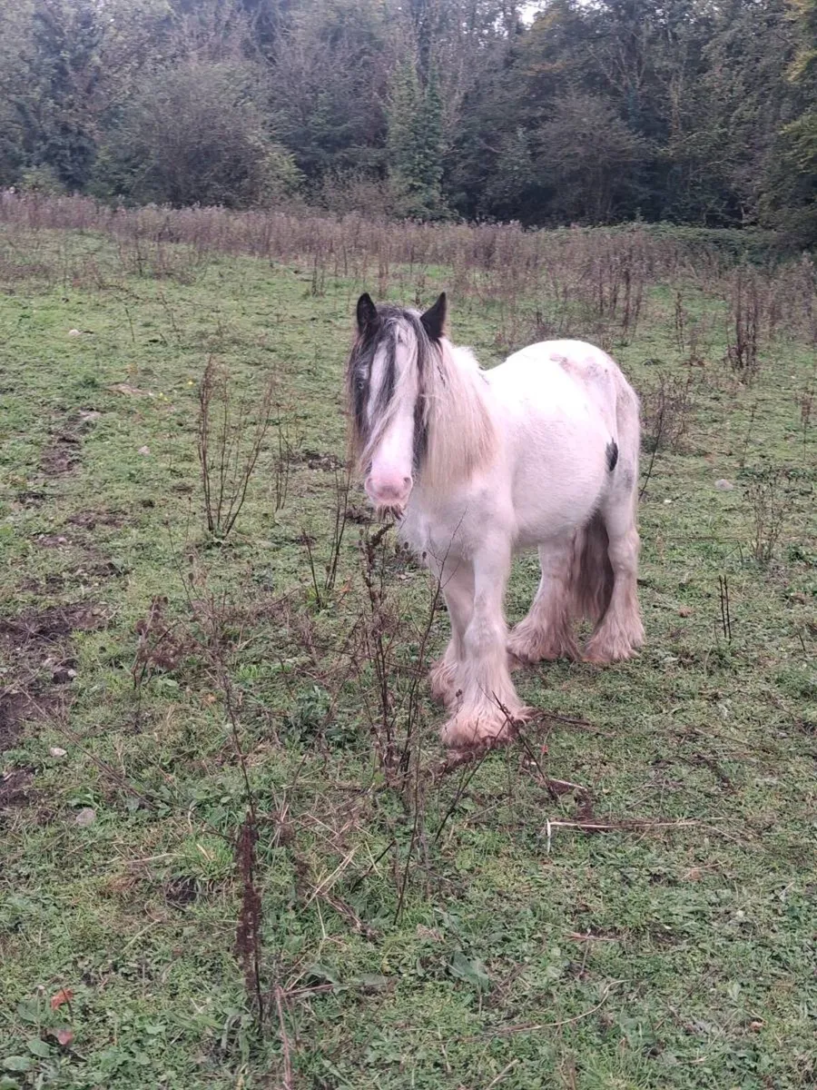 Pony for sale - Image 3
