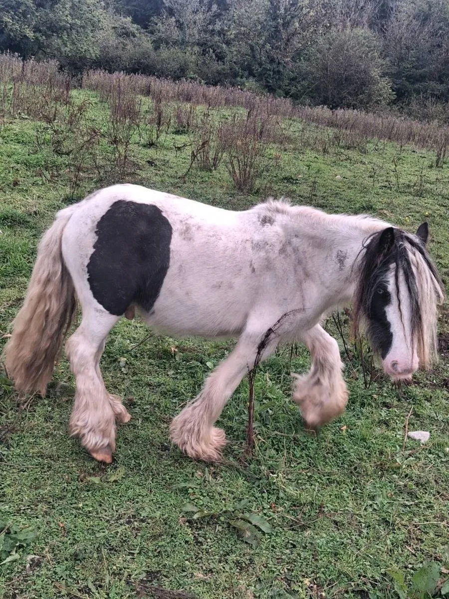 Pony for sale - Image 4