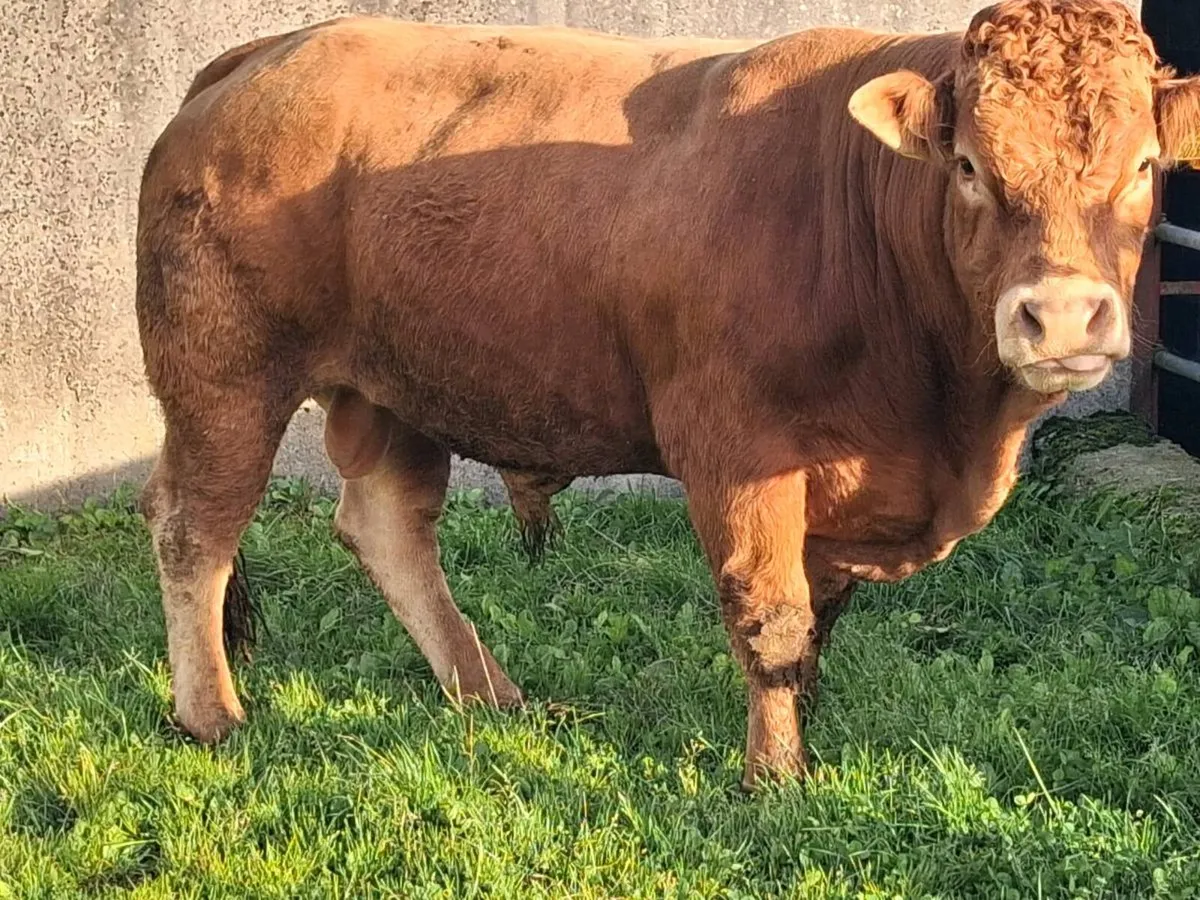 4⭐️ PBR Limousin Bull - Image 4