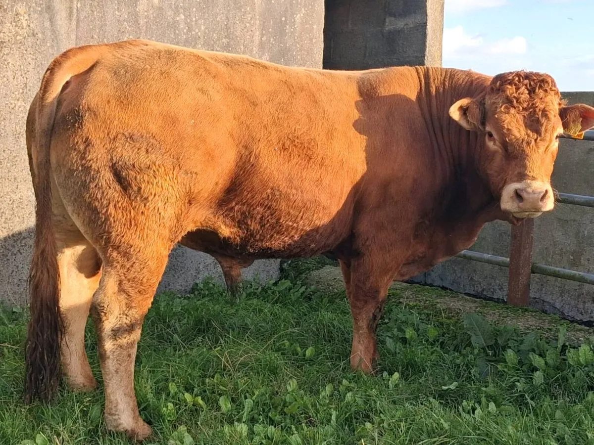 4⭐️ PBR Limousin Bull - Image 2