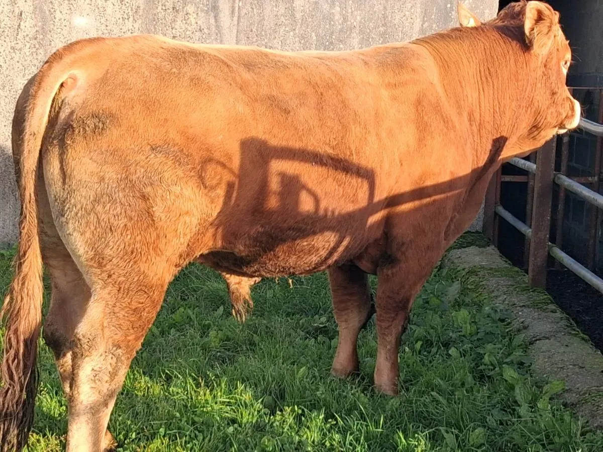 4⭐️ PBR Limousin Bull - Image 3