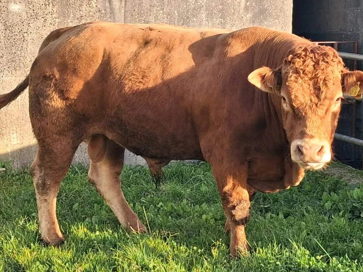 4⭐️ PBR Limousin Bull - Image 1