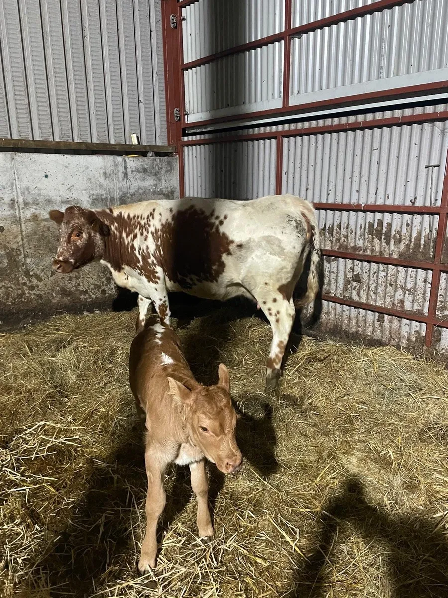 Limousin team - Image 1