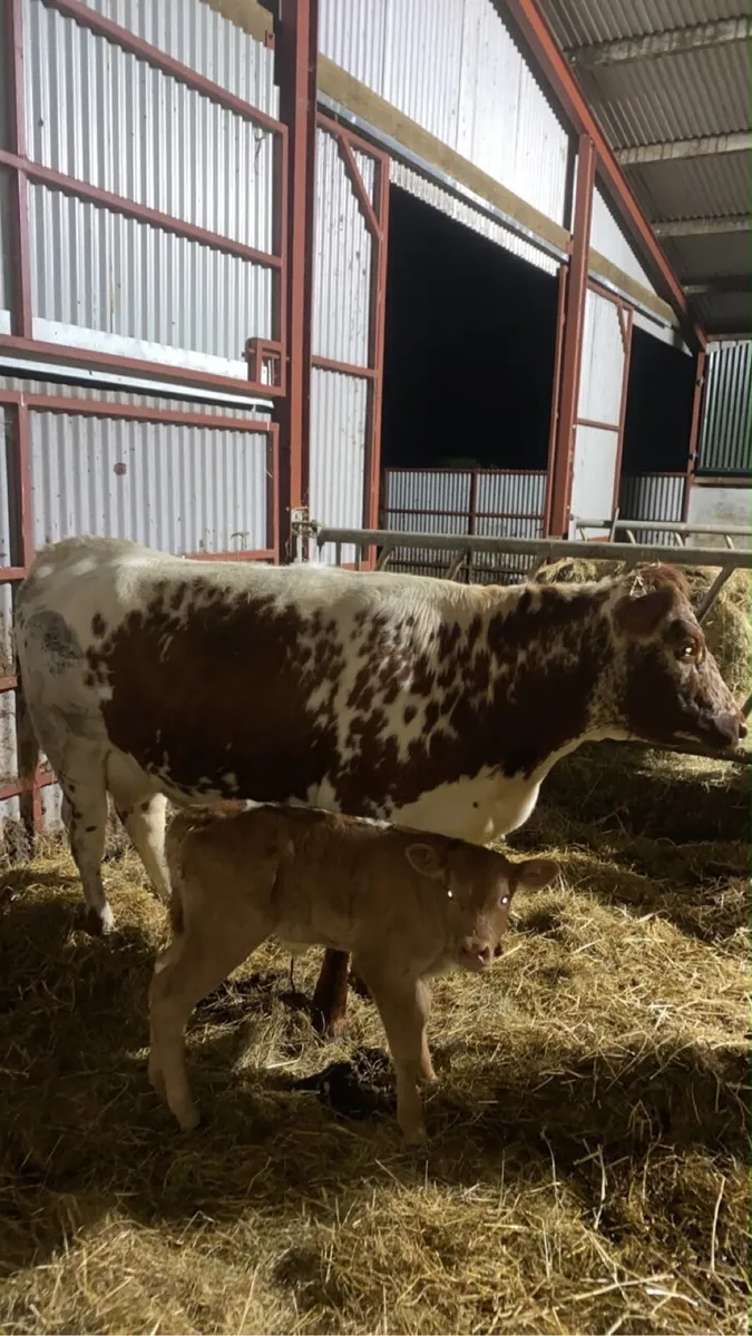 Limousin team - Image 4