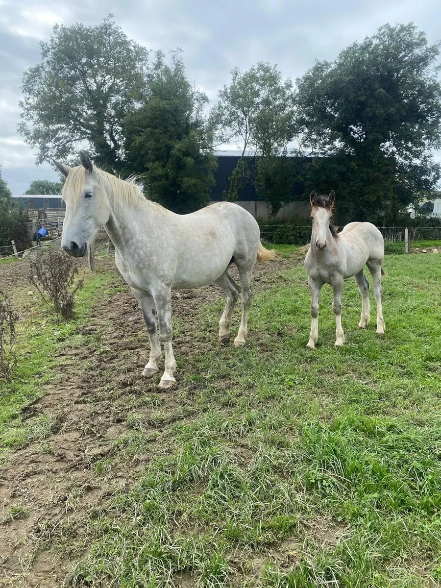 Foal - Image 1
