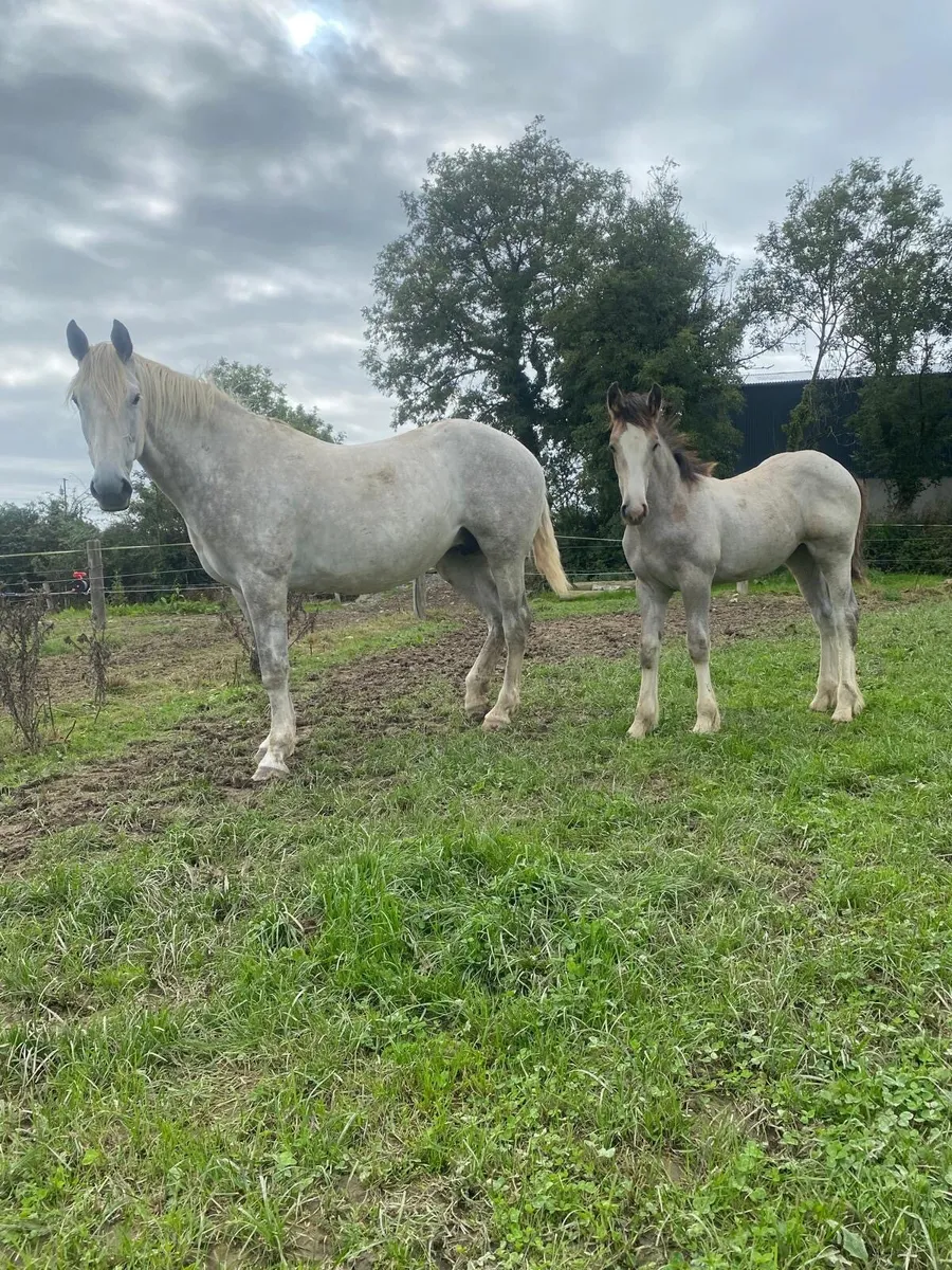 Foal - Image 2