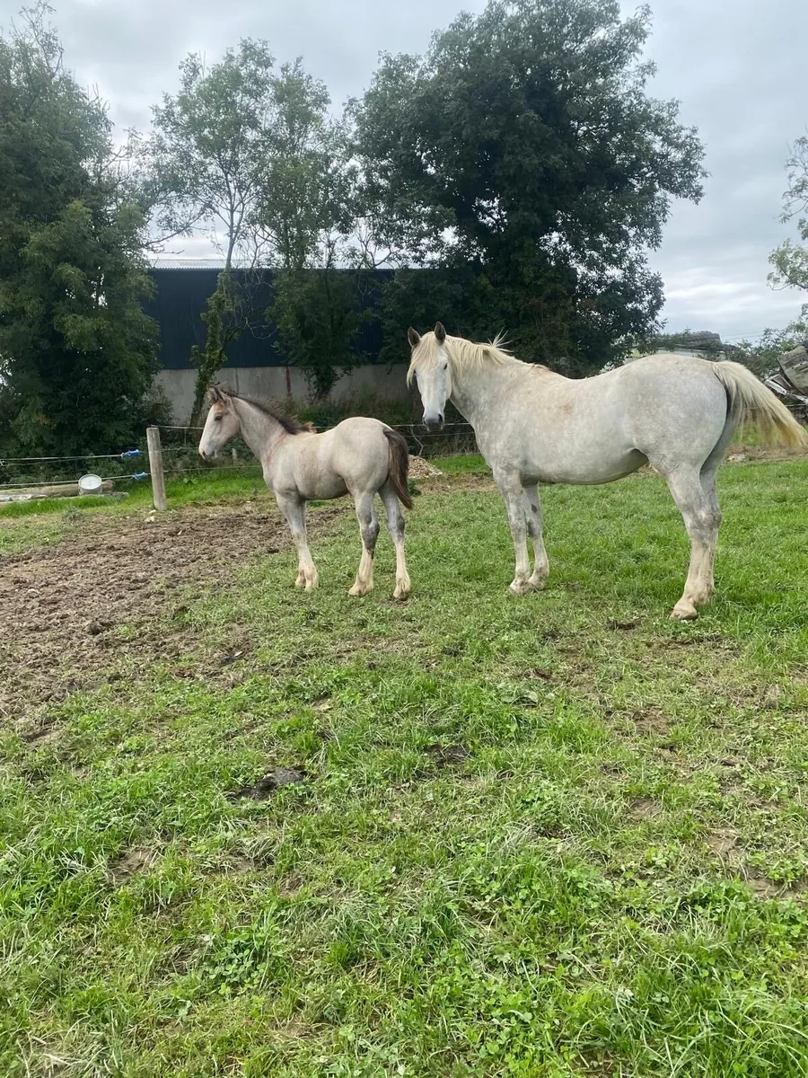 Foal - Image 3
