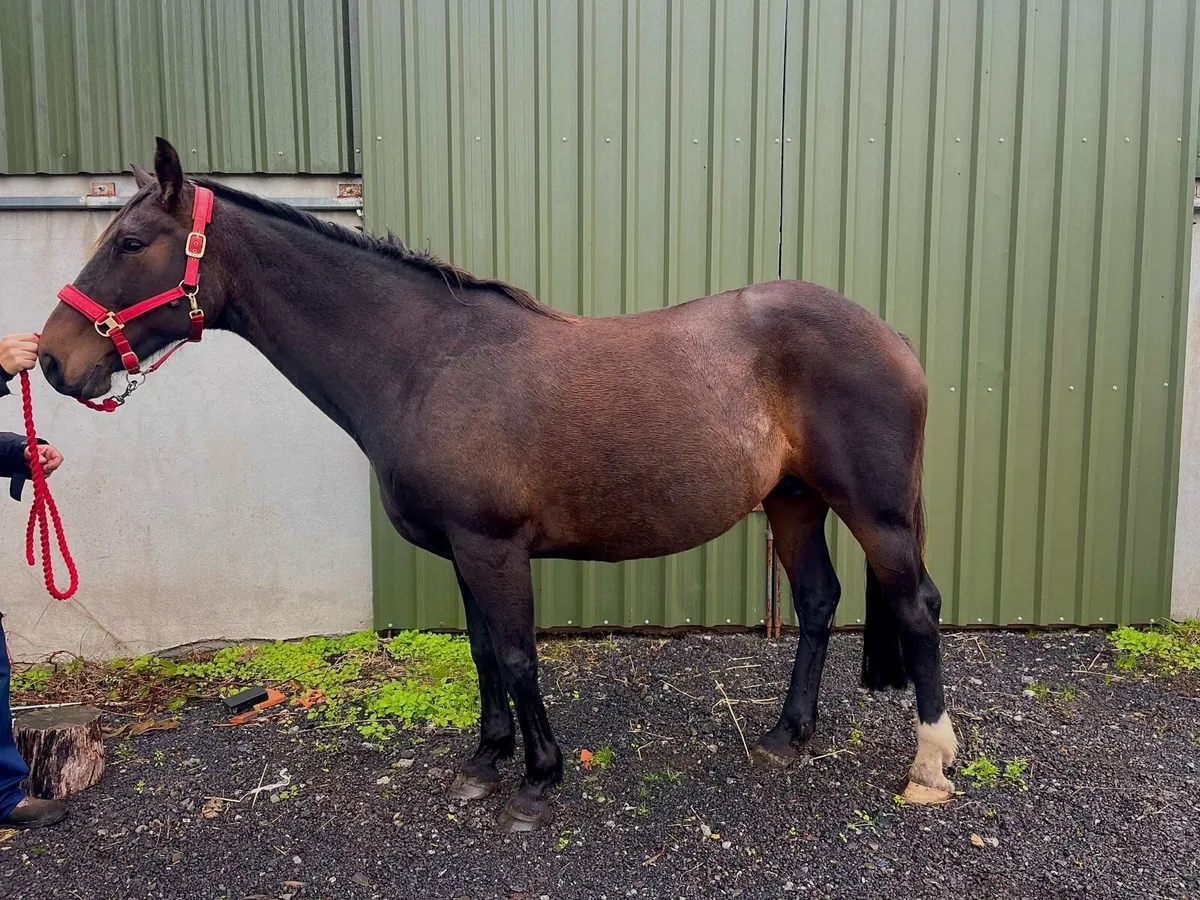 Mare in foal for sale - Image 2