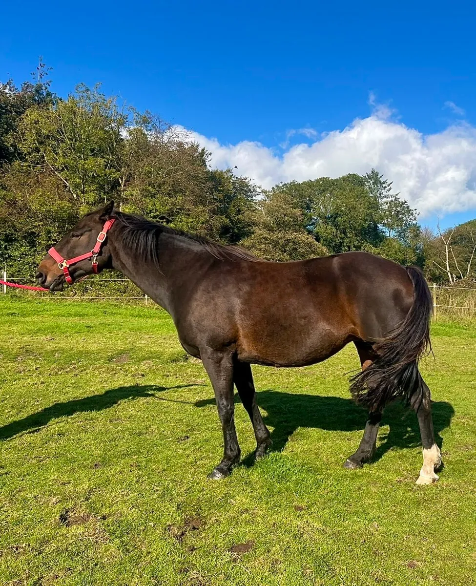 Mare in foal for sale - Image 1