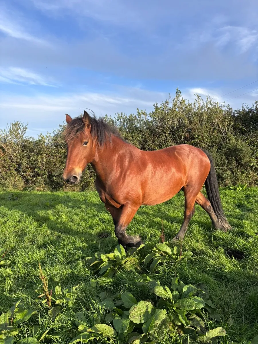 Cob 🐴 for sale. - Image 1